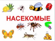 Образовательный маршрут  для совместной деятельности родителей с детьми в сети Интернет «Удивительный мир насекомых»